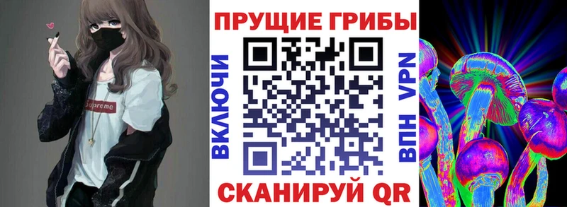 наркота  Ужур  Галлюциногенные грибы Psilocybine cubensis 